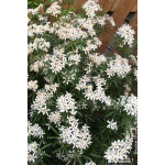 Oranger du Mexique WHITE DAZZLER 80cm de Plantes Silence ça pousse dans Arbustes persistants en livraison