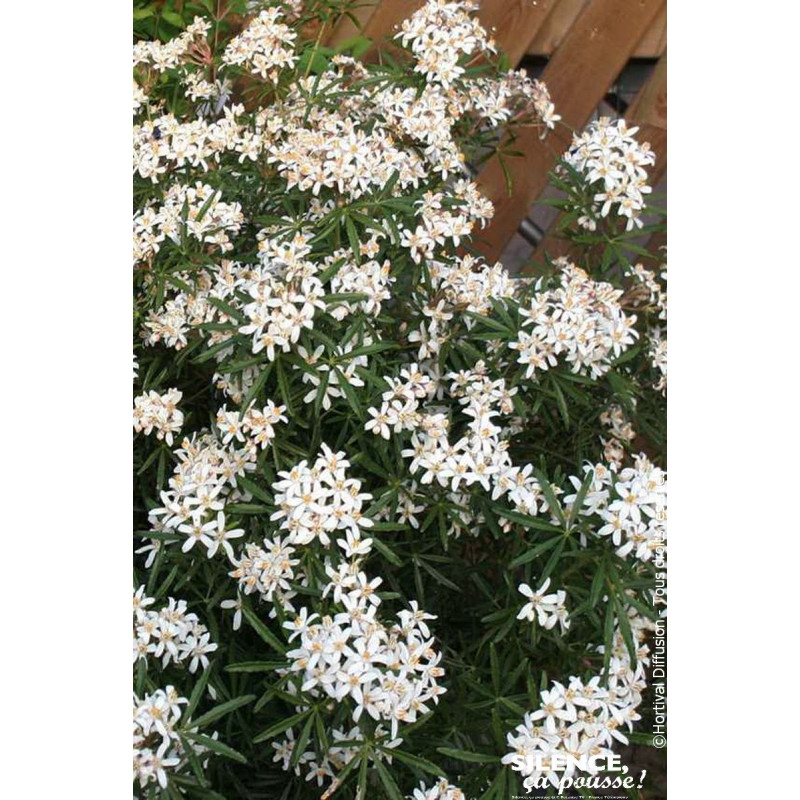 Oranger du Mexique WHITE DAZZLER 80cm de Plantes Silence ça pousse dans Arbustes persistants en livraison
