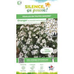 Oranger du Mexique WHITE DAZZLER 80cm de Plantes Silence ça pousse dans Arbustes persistants en livraison