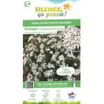 Oranger du Mexique WHITE DAZZLER 80cm de Plantes Silence ça pousse dans Arbustes persistants en livraison