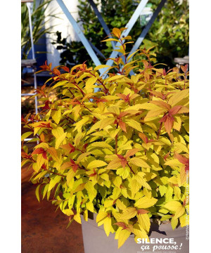 Spiree du Japon LITTLE FLAME 80cm de Plantes Silence ça pousse dans Arbustes caducs en livraison