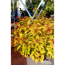 Spiree du Japon LITTLE FLAME 80cm de Plantes Silence ça pousse dans Arbustes caducs en livraison