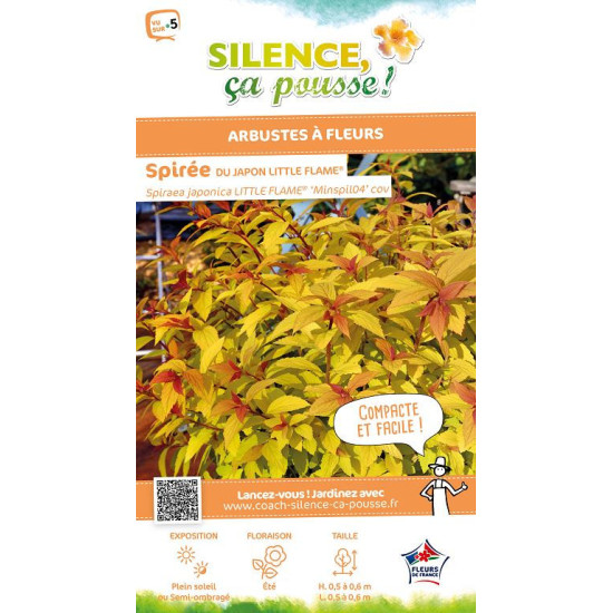 Spiree du Japon LITTLE FLAME 80cm de Plantes Silence ça pousse dans Arbustes caducs en livraison