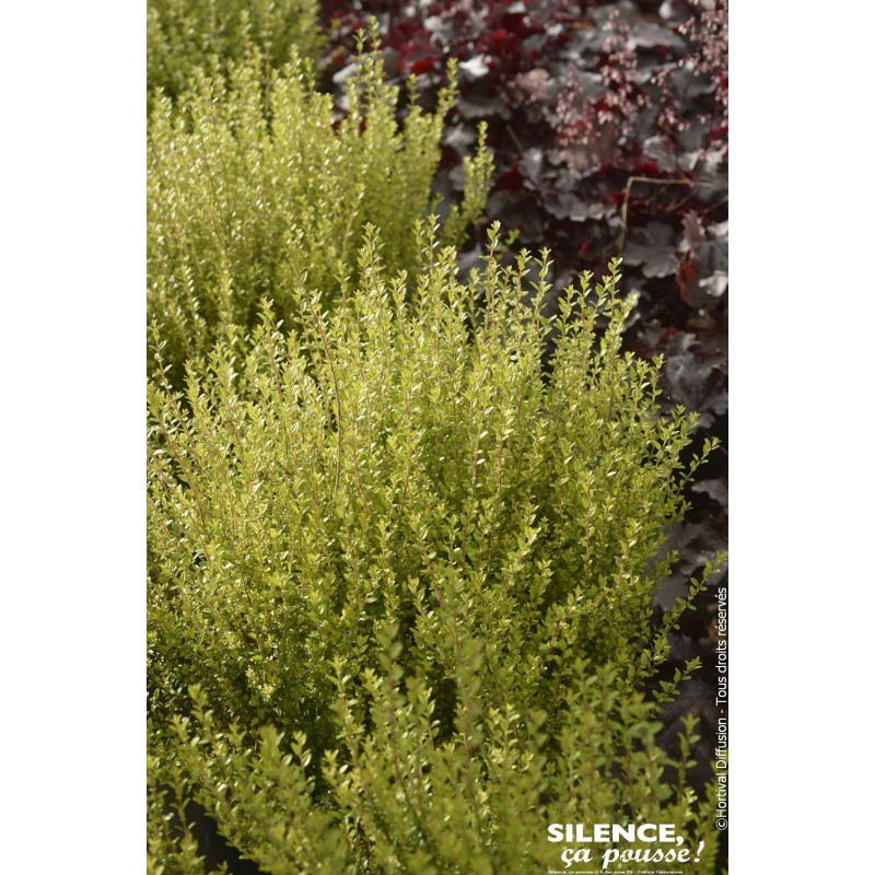 Chevrefeuille arbustif brillant compact 65cm de Plantes Silence ça pousse dans Arbustes persistants en livraison