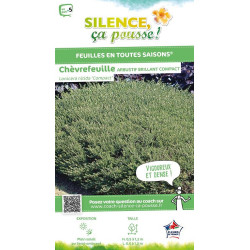 Chevrefeuille arbustif brillant compact 65cm de Plantes Silence ça pousse dans Arbustes persistants en livraison