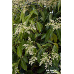 Troene du Japon 120cm Silence ca pousse de Plantes Silence ça pousse dans ZZ hortival