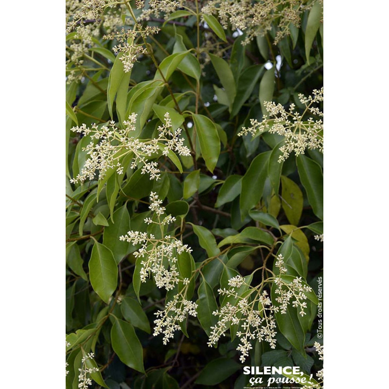 Troene du Japon 120cm Silence ca pousse de Plantes Silence ça pousse dans ZZ hortival