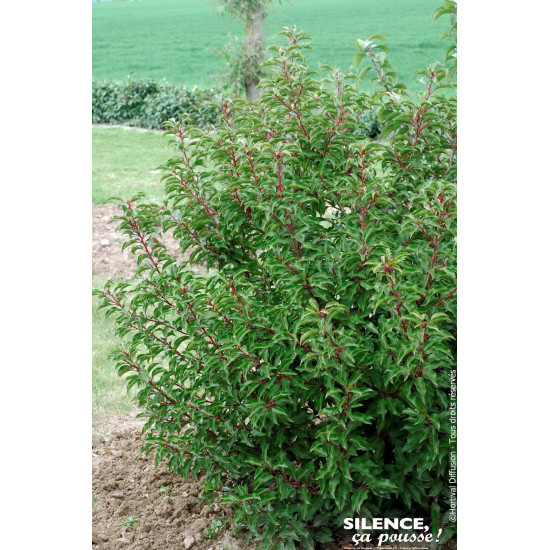 Laurier du Portugal Brenelia 120cm de Plantes Silence ça pousse dans ZZ hortival