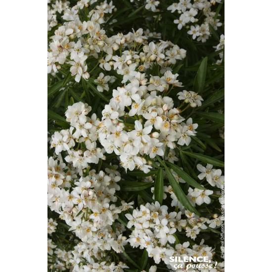 Oranger du Mexique Aztec Pearl 80cm de Plantes Silence ça pousse dans Arbustes persistants en livraison