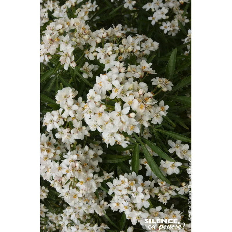 Oranger du Mexique Aztec Pearl 80cm de Plantes Silence ça pousse dans Arbustes persistants en livraison