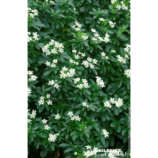 Oranger du Mexique 80cm Silence ca pousse de Plantes Silence ça pousse dans Arbustes persistants en livraison