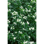 Oranger du Mexique 80cm Silence ca pousse de Plantes Silence ça pousse dans Arbustes persistants en livraison