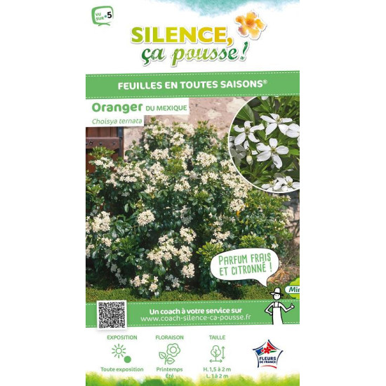 Oranger du Mexique 80cm Silence ca pousse de Plantes Silence ça pousse dans Arbustes persistants en livraison