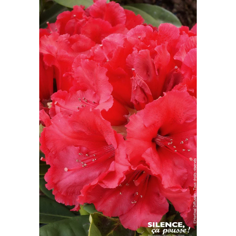 Rhododendron hybride Red Jack 80cm de Plantes Silence ça pousse dans Plantes à petits fruits (kiwi, myrtilles, groseilles, ca...