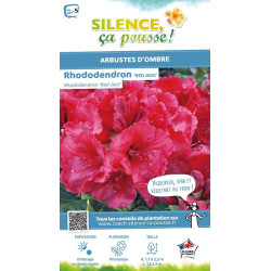 Rhododendron hybride Red Jack 80cm de Plantes Silence ça pousse dans Plantes à petits fruits (kiwi, myrtilles, groseilles, ca...