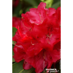 Rhododendron hybride Wilgens Ruby 80cm de Plantes Silence ça pousse dans Plantes à petits fruits (kiwi, myrtilles, groseilles...