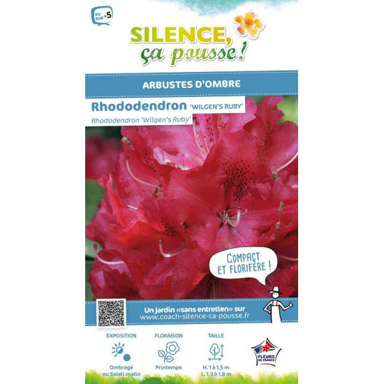 Rhododendron hybride Wilgens Ruby 80cm de Plantes Silence ça pousse dans Plantes à petits fruits (kiwi, myrtilles, groseilles...