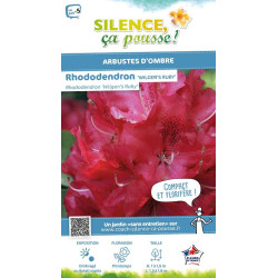 Rhododendron hybride Wilgens Ruby 80cm de Plantes Silence ça pousse dans Plantes à petits fruits (kiwi, myrtilles, groseilles...