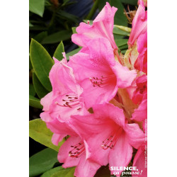 RHODO HYB,ANNA ROSE WHITNEY C7 de Plantes Silence ça pousse dans Plantes à petits fruits (kiwi, myrtilles, groseilles, cassis...