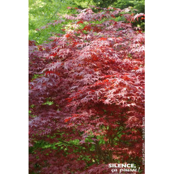 Erable du Japon Atropurpureum 120cm de Plantes Silence ça pousse dans Plantes à petits fruits (kiwi, myrtilles, groseilles, c...