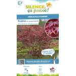Erable du Japon Atropurpureum 120cm de Plantes Silence ça pousse dans Plantes à petits fruits (kiwi, myrtilles, groseilles, c...