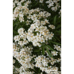 Oranger du Mexique Aztec Pearl 80cm de Plantes Silence ça pousse dans Arbustes persistants en livraison