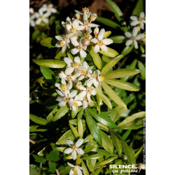 Oranger du Mexique Aztec Gold 80cm de Plantes Silence ça pousse dans Arbustes persistants en livraison
