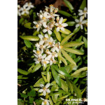 Oranger du Mexique Aztec Gold 80cm de Plantes Silence ça pousse dans Arbustes persistants en livraison