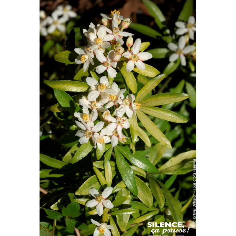 Oranger du Mexique Aztec Gold 80cm de Plantes Silence ça pousse dans Arbustes persistants en livraison