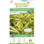 Oranger du Mexique Aztec Gold 80cm de Plantes Silence ça pousse dans Arbustes persistants en livraison