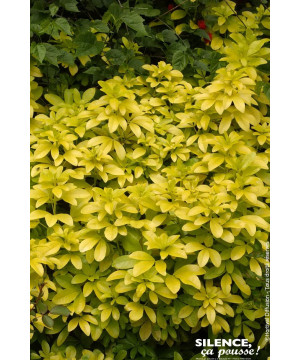 Oranger du Mexique SUNDANCE 80cm de Plantes Silence ça pousse dans Arbustes persistants en livraison