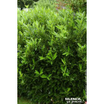 Laurier-cerise Otto Luyken 80cm de Plantes Silence ça pousse dans Plantes à petits fruits (kiwi, myrtilles, groseilles, cassi...