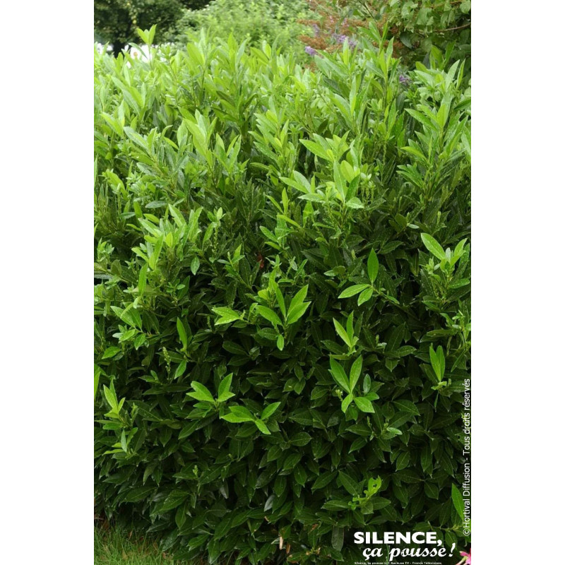 Laurier-cerise Otto Luyken 80cm de Plantes Silence ça pousse dans Plantes à petits fruits (kiwi, myrtilles, groseilles, cassi...