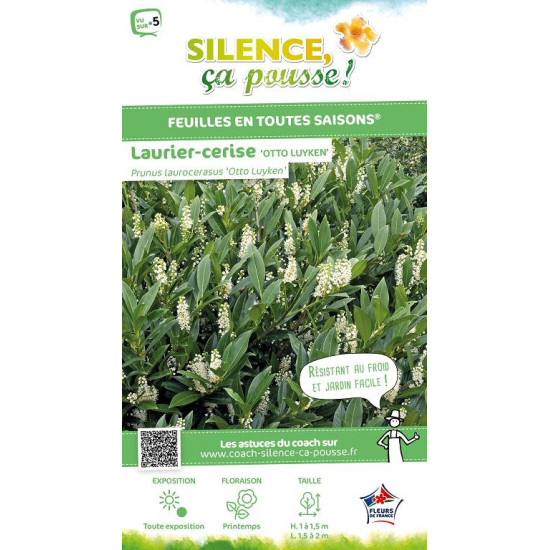 Laurier-cerise Otto Luyken 80cm de Plantes Silence ça pousse dans Plantes à petits fruits (kiwi, myrtilles, groseilles, cassi...