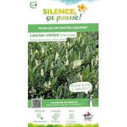 Laurier-cerise Otto Luyken 80cm de Plantes Silence ça pousse dans Plantes à petits fruits (kiwi, myrtilles, groseilles, cassi...