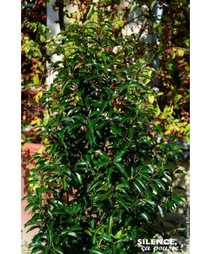 Laurier du Portugal a feuilles de Myrte 100cm de Plantes Silence ça pousse dans Arbustes persistants en livraison