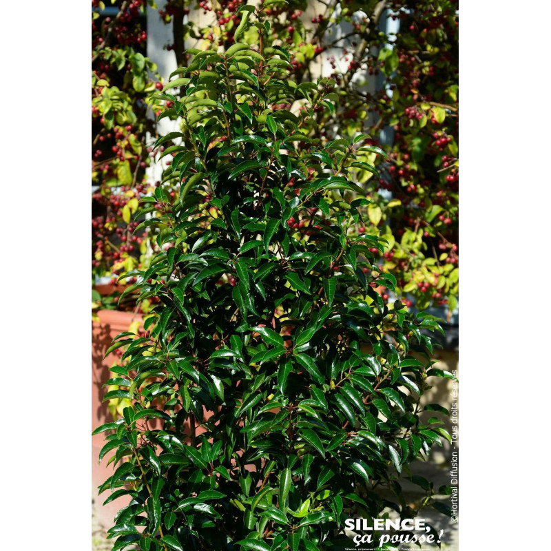 Laurier du Portugal a feuilles de Myrte 100cm de Plantes Silence ça pousse dans Arbustes persistants en livraison