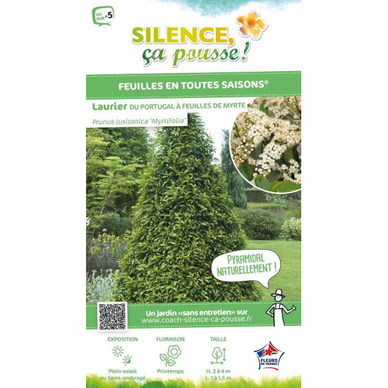Laurier du Portugal a feuilles de Myrte 100cm de Plantes Silence ça pousse dans Arbustes persistants en livraison