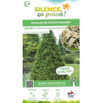Laurier du Portugal a feuilles de Myrte 100cm de Plantes Silence ça pousse dans Arbustes persistants en livraison