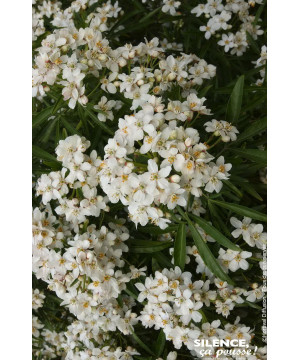 Oranger du Mexique Aztec Pearl 80cm de Plantes Silence ça pousse dans Arbustes persistants en livraison