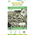 Oranger du Mexique Aztec Pearl 80cm de Plantes Silence ça pousse dans Arbustes persistants en livraison