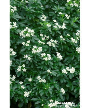 CHOISYA TERNATA C10 TF/BU de Plantes Silence ça pousse dans Arbustes persistants en livraison