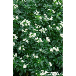 CHOISYA TERNATA C10 TF/BU de Plantes Silence ça pousse dans Arbustes persistants en livraison