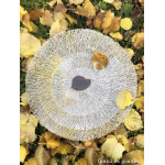Set de table tresse argente d38cm de Jardinerie Bordeaux Libourne Gironde dans Set de table
