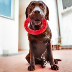 Smile l noir anneau jouet chien de Ferplast - cage pour oiseaux et rongeurs dans Jouets pour chiens