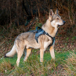 Genius p ex large - harnais noir de Ferplast - cage pour oiseaux et rongeurs dans Harnais pour chien