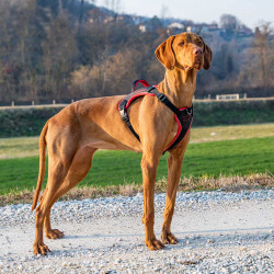 Genius p medium - harnais noir de Ferplast - cage pour oiseaux et rongeurs dans Harnais pour chien