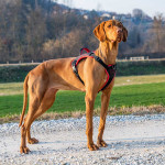 Genius p medium - harnais noir de Ferplast - cage pour oiseaux et rongeurs dans Harnais pour chien