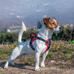 Genius p small - harnais noir de Ferplast - cage pour oiseaux et rongeurs dans Harnais pour chien