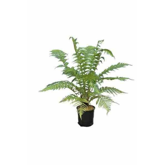 Fougere arborescente Dicksonia 100cm de Plantes Silence ça pousse dans Plantes à petits fruits (kiwi, myrtilles, groseilles, ...